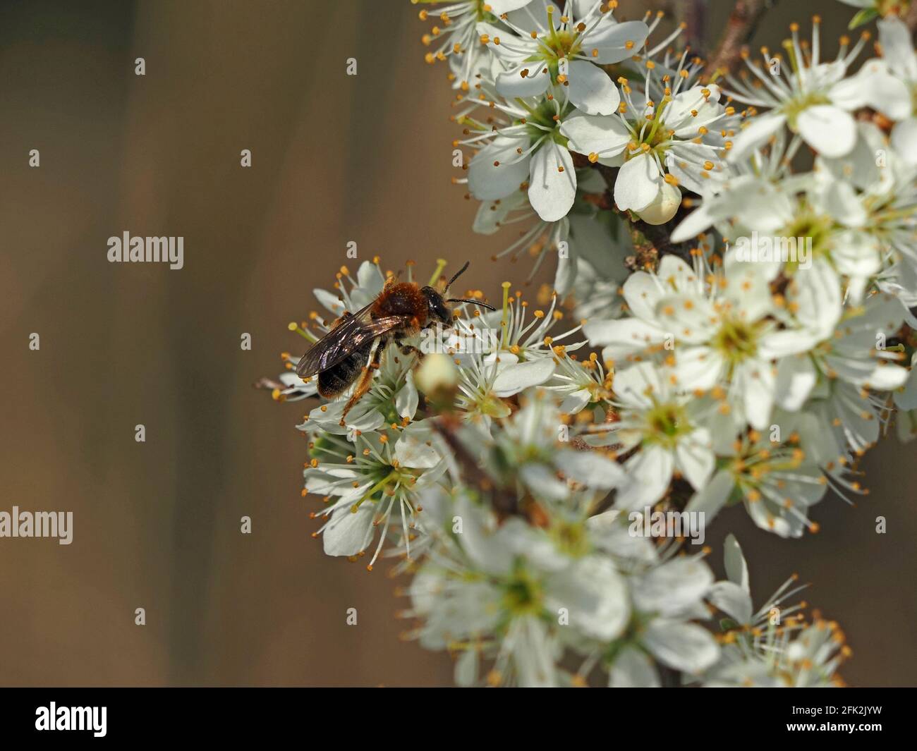 L'abeille minière précoce (Andena haemorrhoa) se nourrissant du nectar de la fleur de White Spring hedgerow de Blackthorn ou de sloe (Prunus spinosa) - Cumbria, Angleterre, Royaume-Uni Banque D'Images