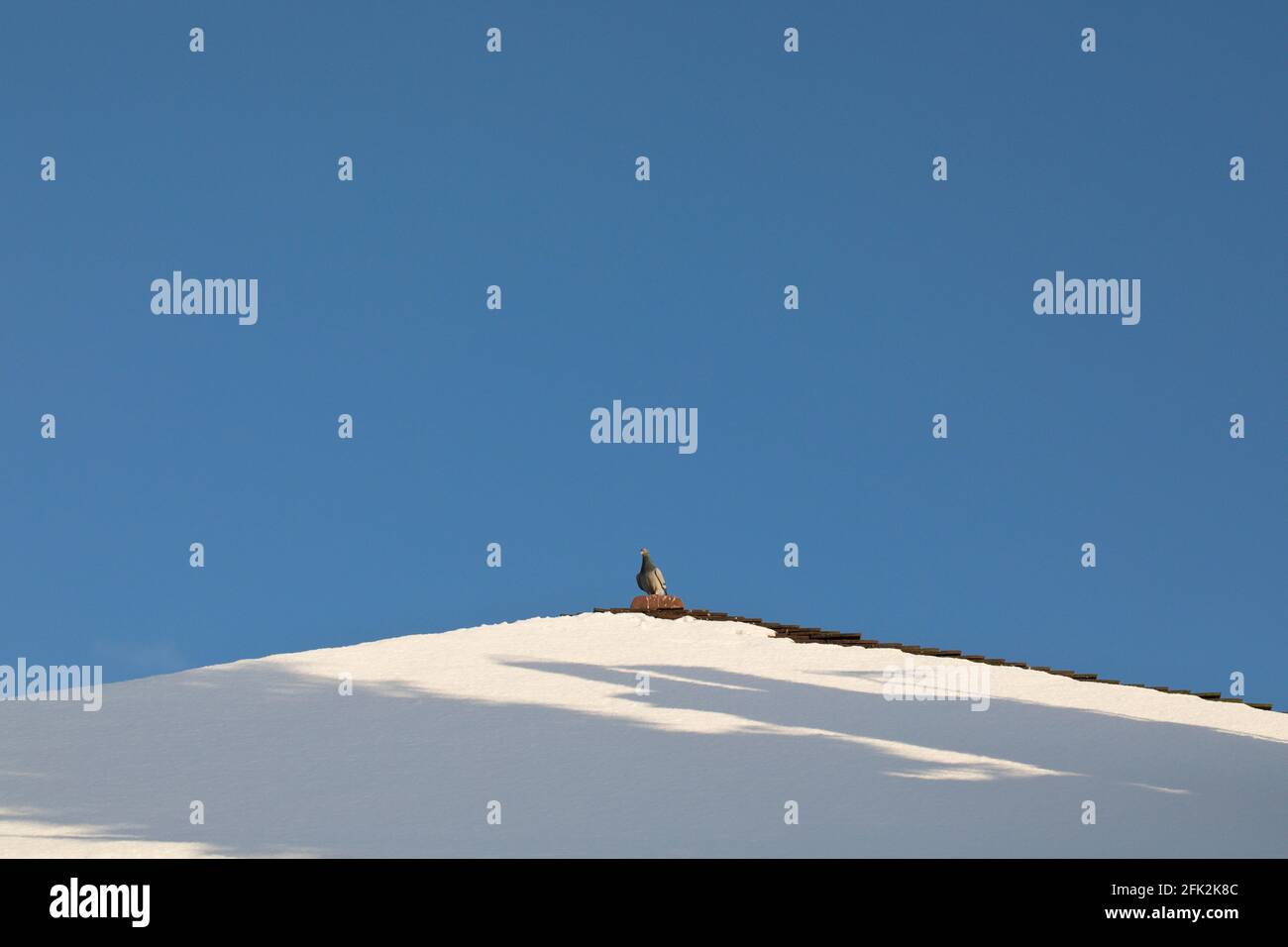 Pigeon de bois sur un toit couvert de neige en hiver avec ciel bleu clair, Angleterre, Royaume-Uni Banque D'Images Pigeon de bois sur un toit couvert de neige en hiver avec ciel bleu clair, Angleterre, Royaume-Uni Banque D'Images