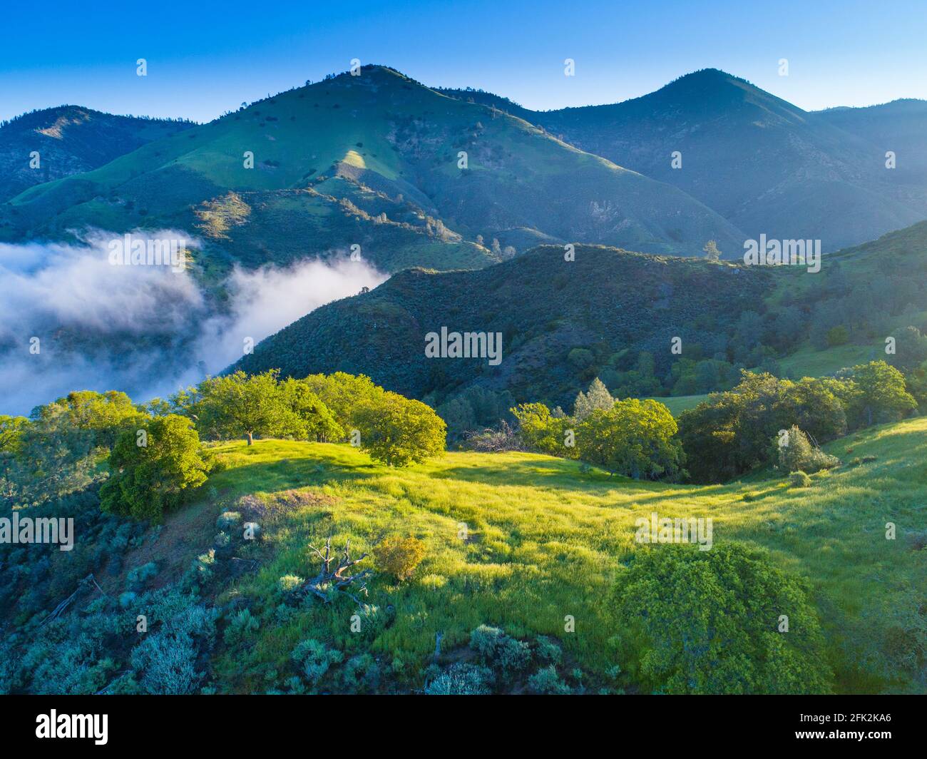 Vue aérienne des chênes bleus couvrant les collines au lever du soleil, région de Figueroa Mountain au-dessus de la vallée de Santa Ynez, Californie Banque D'Images