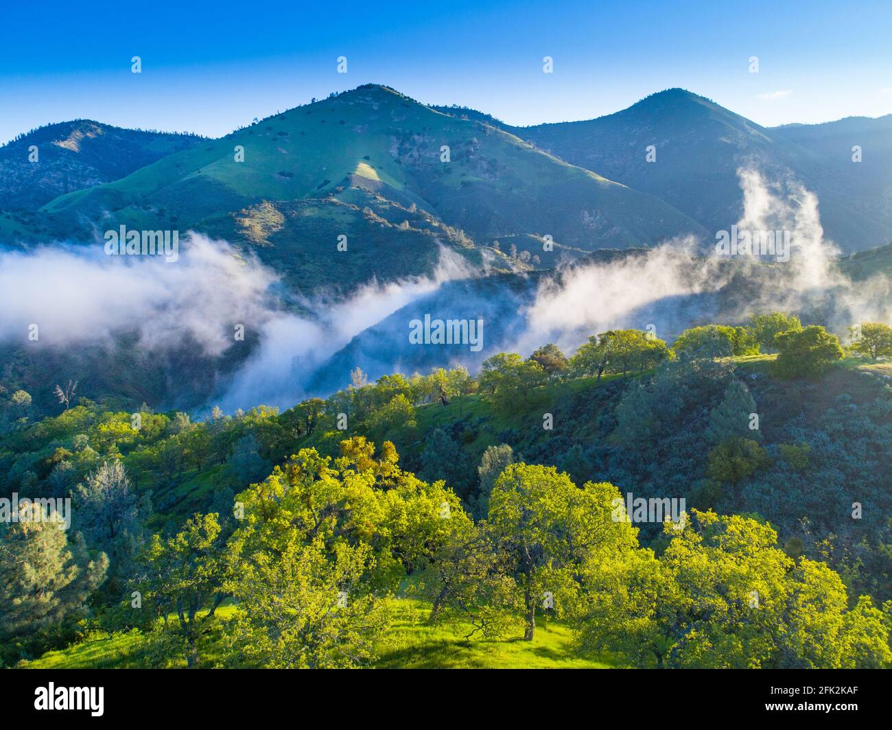 Vue aérienne des chênes bleus couvrant les collines au lever du soleil, région de Figueroa Mountain au-dessus de la vallée de Santa Ynez, Californie Banque D'Images