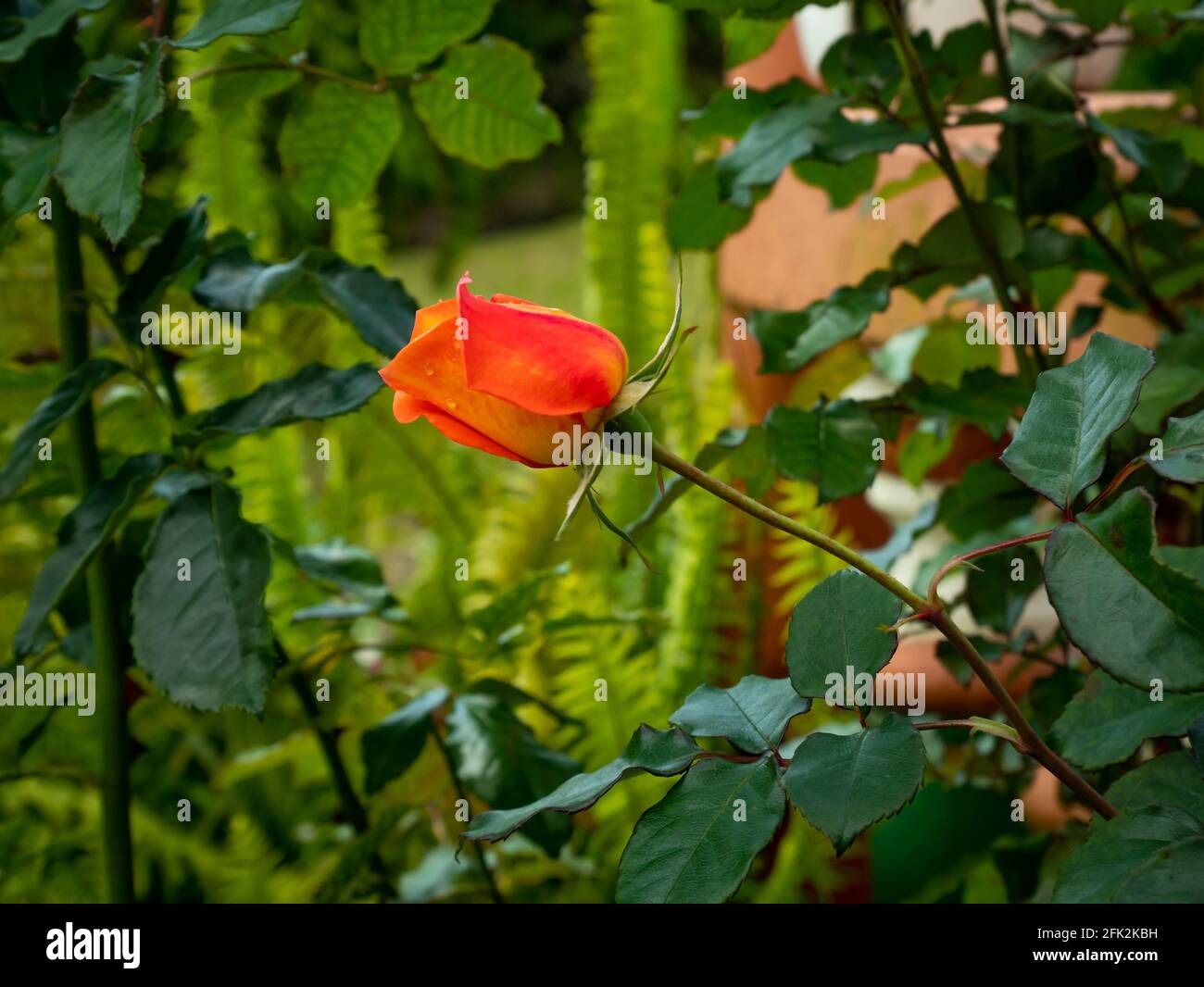 Rose de Chine connue sous le nom de rose Bengale, cramoisi ou Beauté (Rosa chinensis), une belle fleur orange et jaune qui grandit dans le jardin Banque D'Images