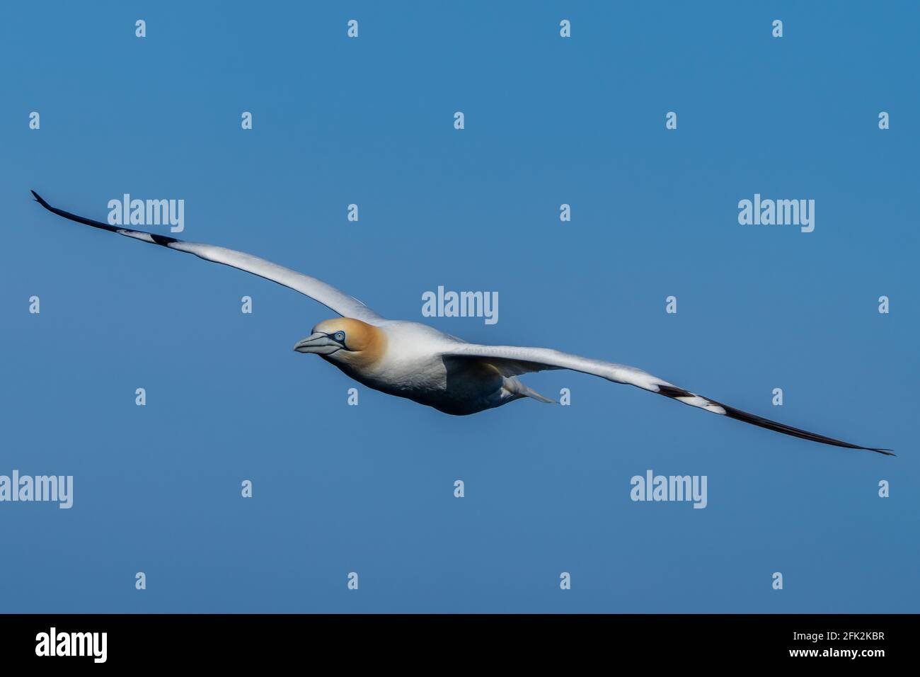 25 avril 2021. RSPB Troup Head, Gardenstown, Aberdeenshire, Écosse, Royaume-Uni. C'est Gannet volant aux falaises dans RSPB Troup Head point de vue sur un soleil Banque D'Images