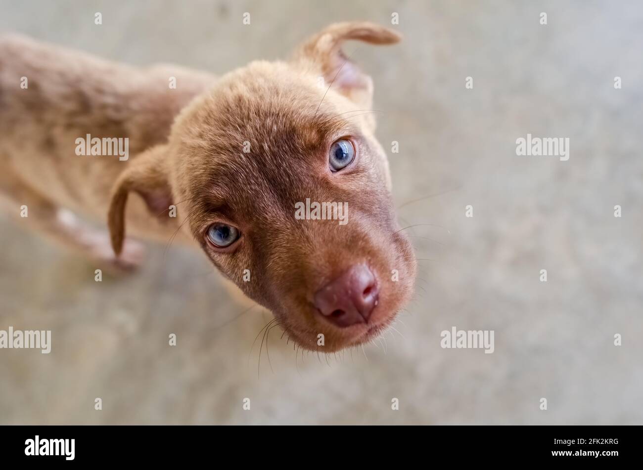 Un chiot dans un refuge de secours pour animaux est à la recherche Banque D'Images