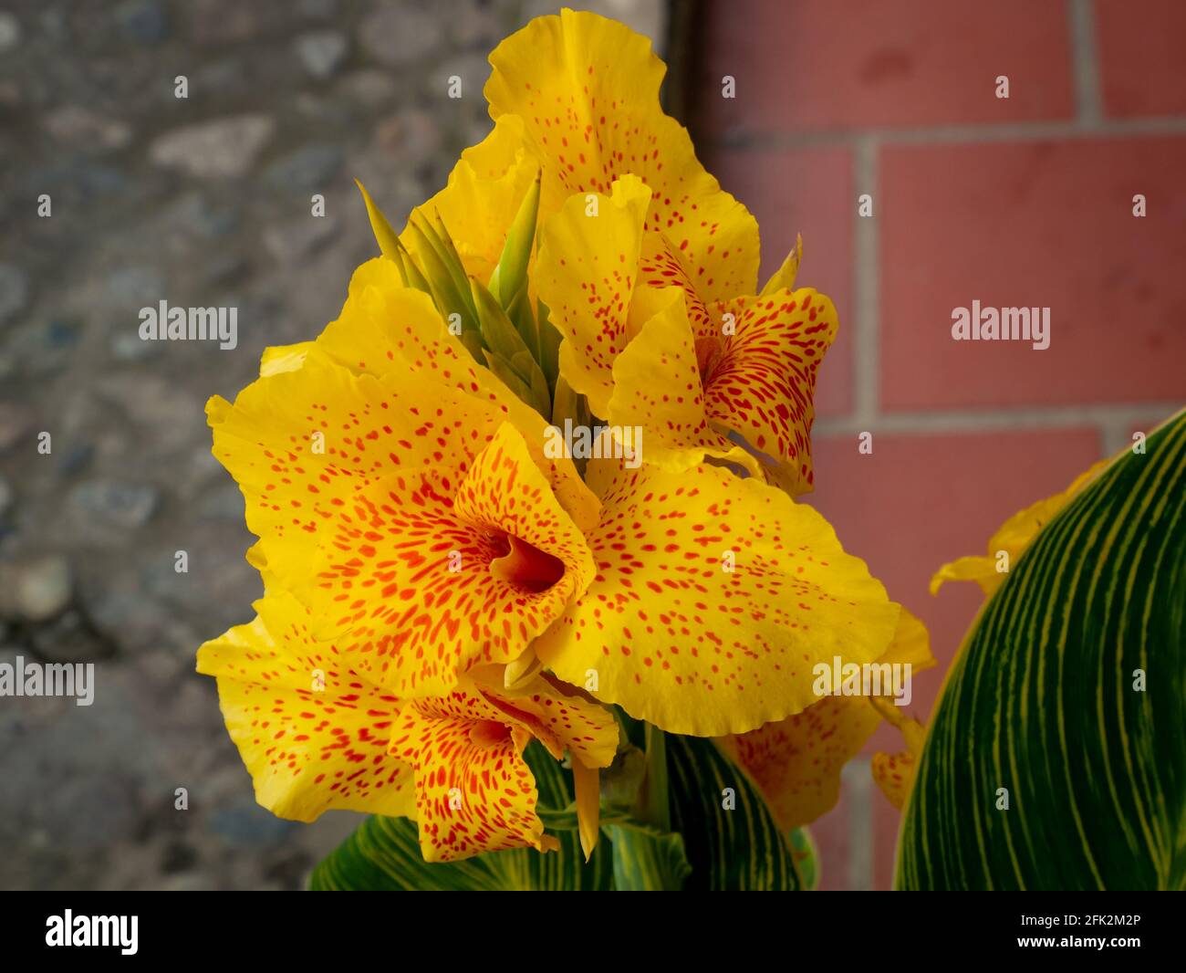 Fleur jaune communément appelée Indian Shot, Arrowroot africain, Canne  comestible, Purple ou Sierra Leone Arrowroot (Canna indica) dans la rue  Photo Stock - Alamy
