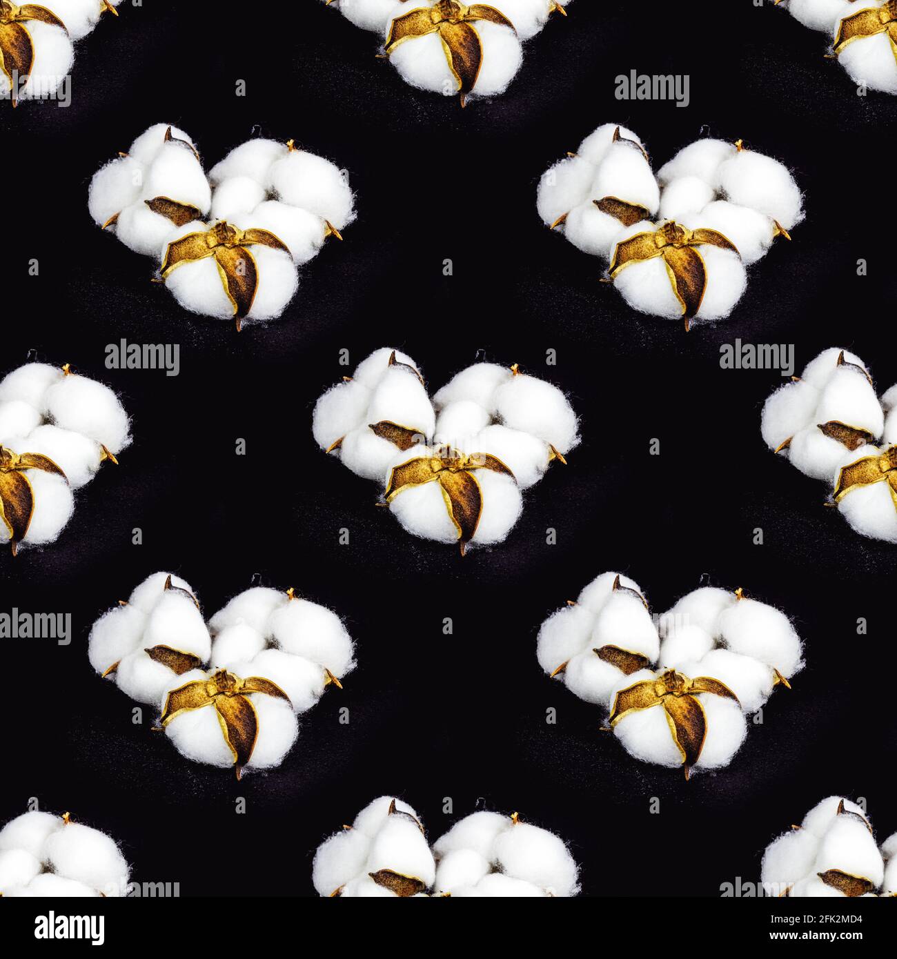 Blanc sec fleurs coton motif sans couture sur fond noir. Banque D'Images