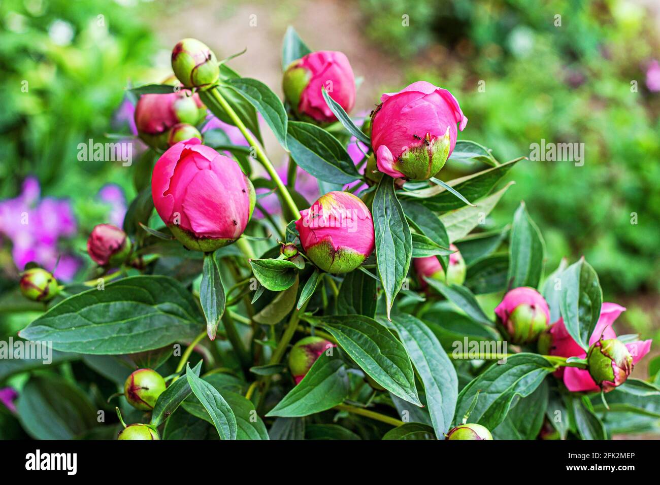 Des fleurs de pivoine rose vif et fraîches se trouvent dans le jardin en été. Banque D'Images