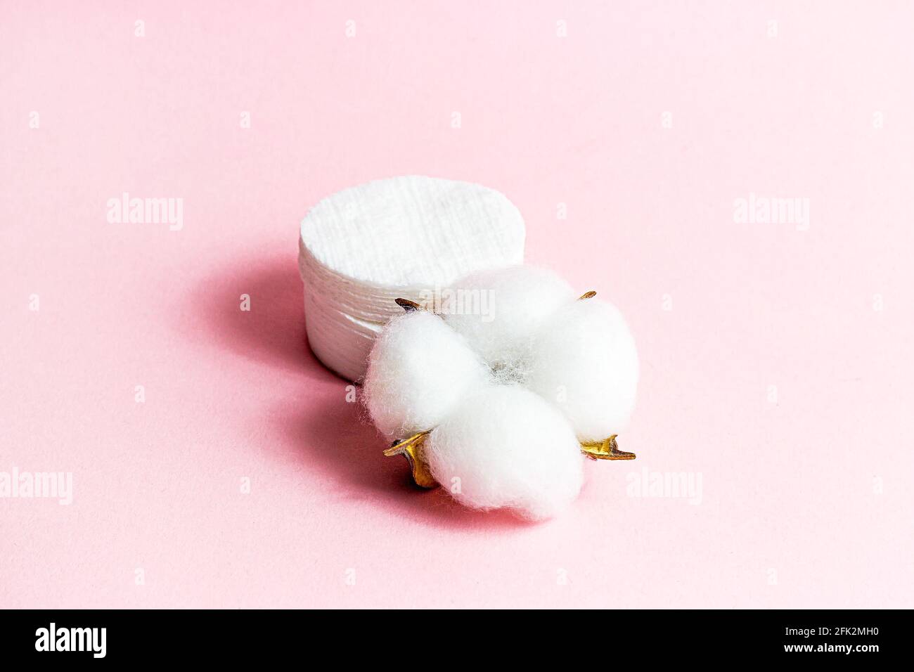 Fleurs et tampons de coton blanc sec sur fond rose clair. Banque D'Images