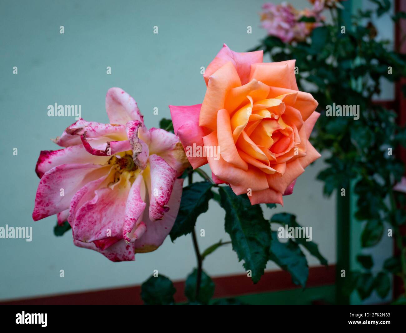 Rose de Chine connue sous le nom de rose Bengale, cramoisi ou Beauté (Rosa chinensis), une belle fleur et l'autre mourant Banque D'Images