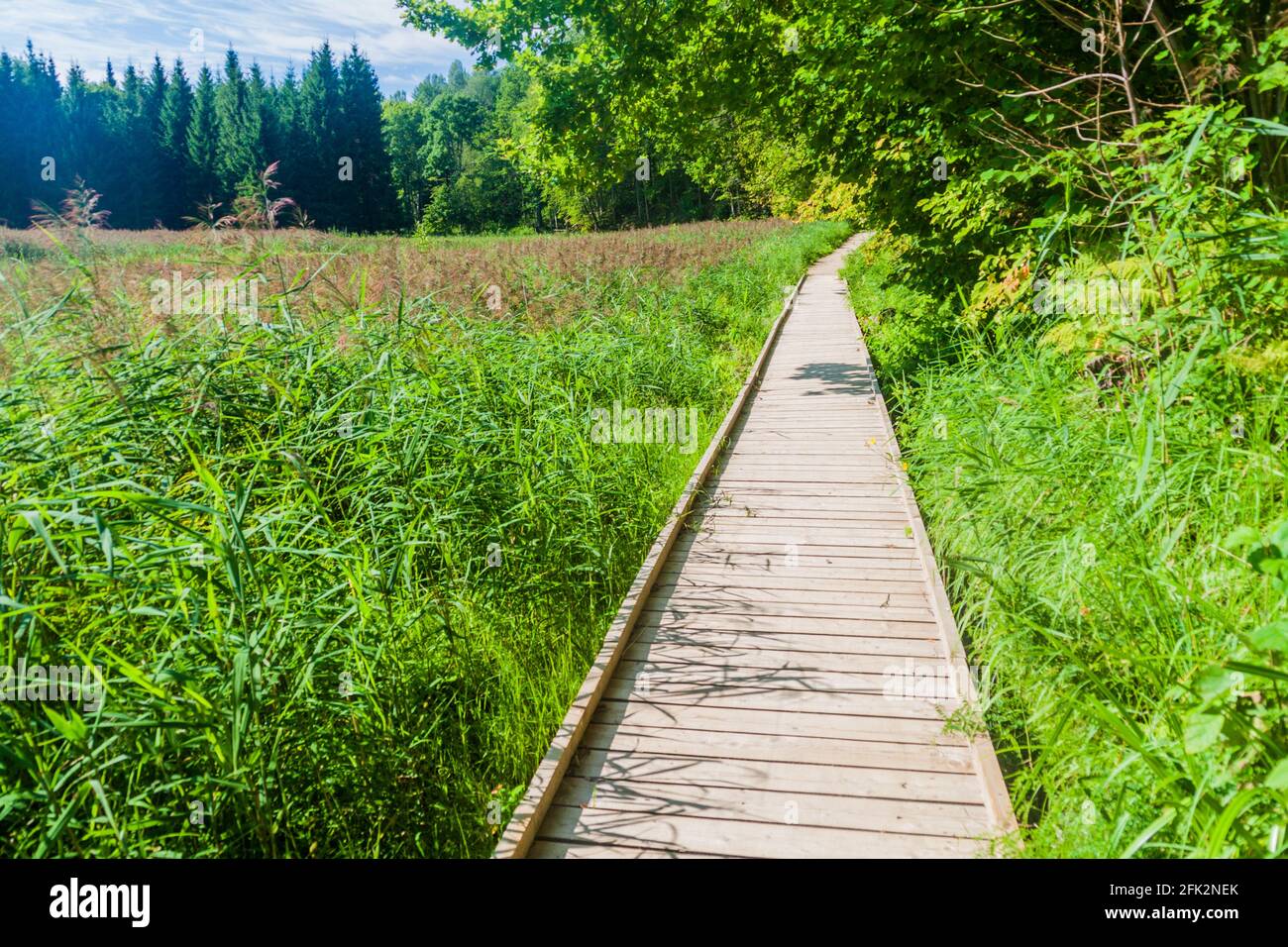 Promenade dans le parc national de Gauja, Lettonie Banque D'Images