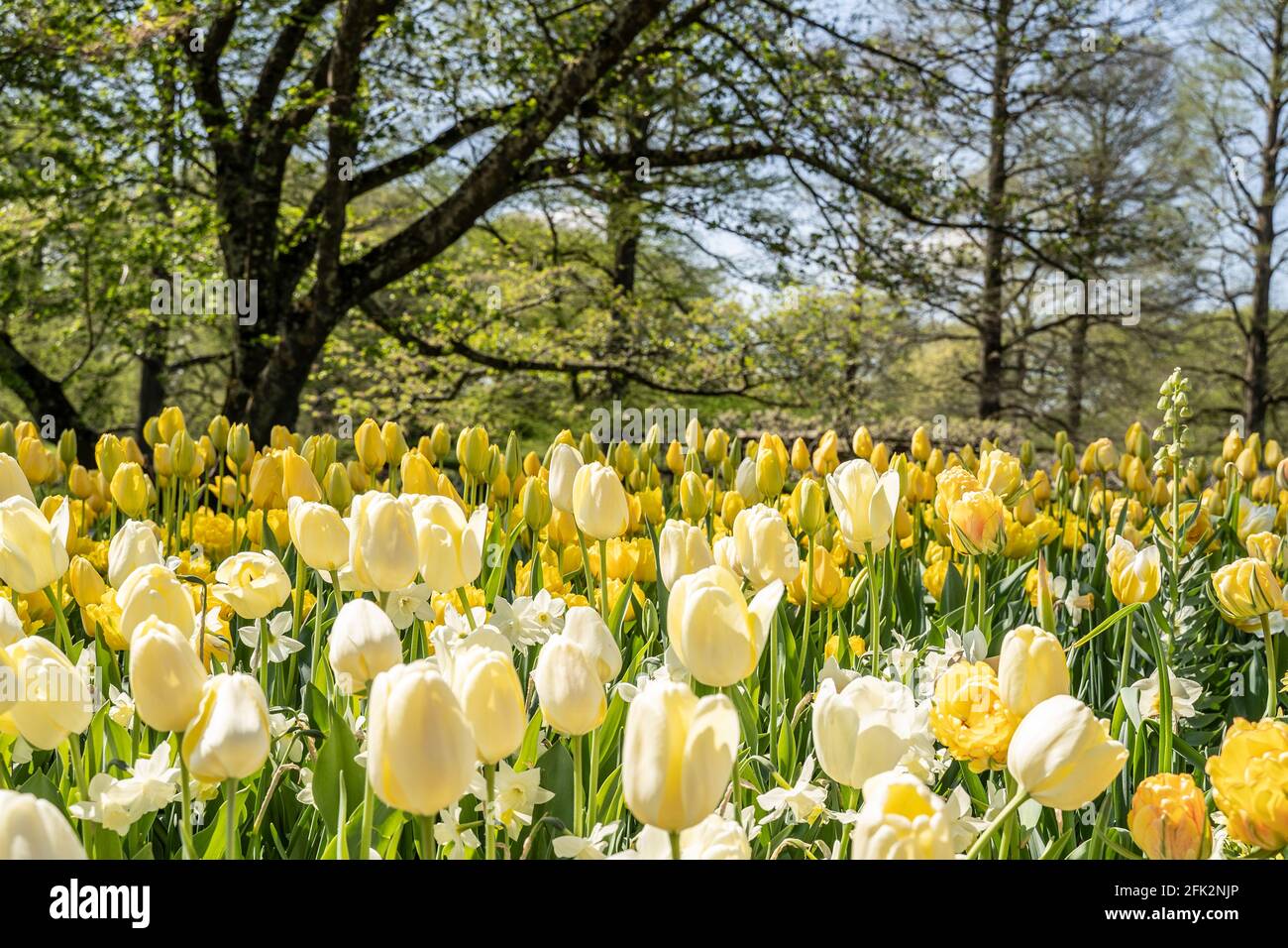 Magnifique champ de tulipes jaunes avec des arbres en arrière-plan Banque D'Images