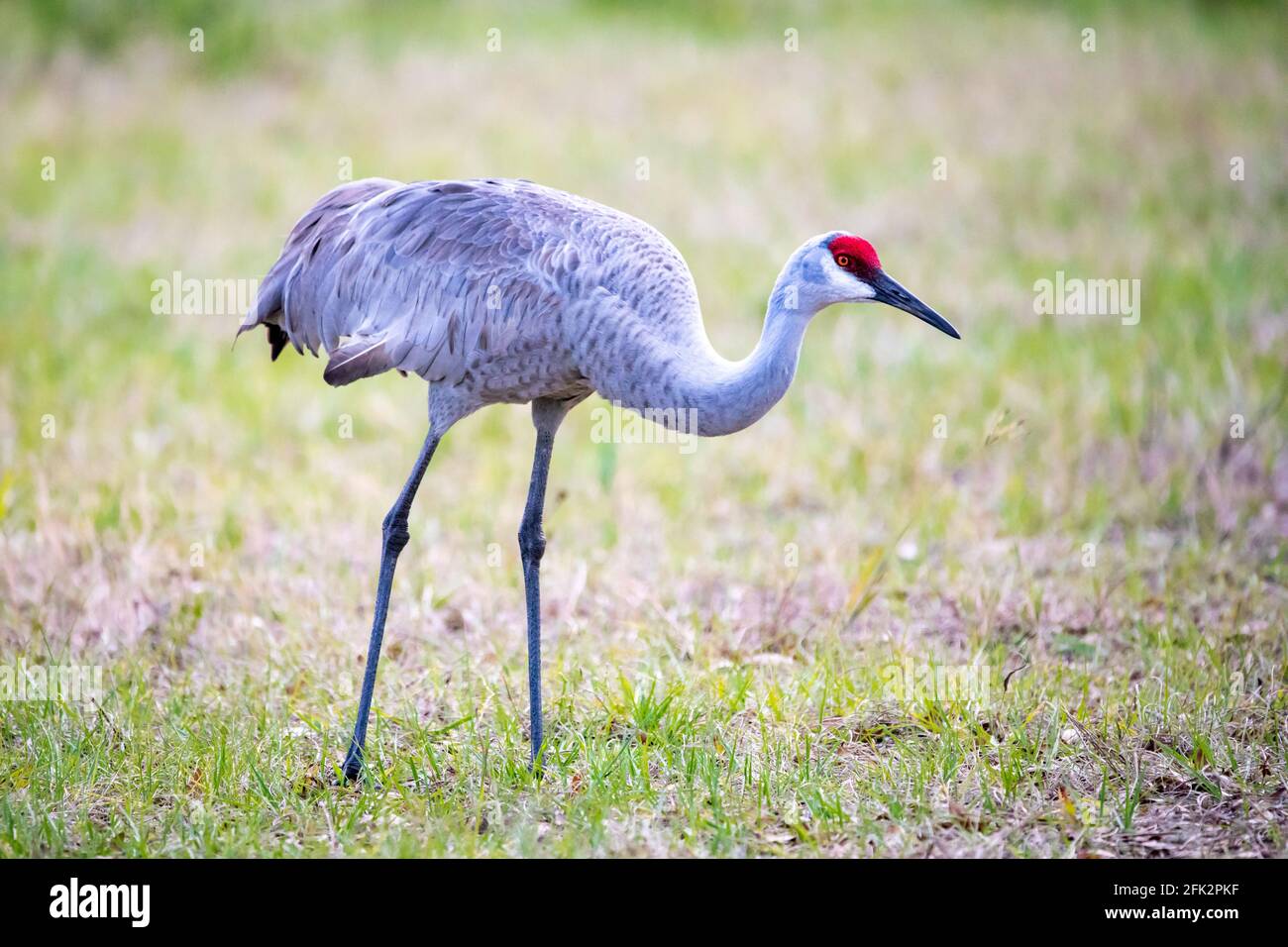 Une grue de sable simple gros plan portrait de jour dans le champ Banque D'Images