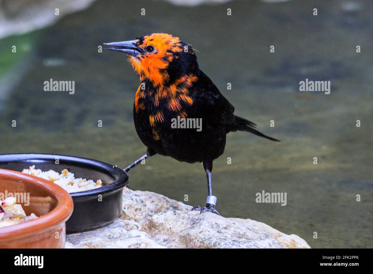 Le zoo à tête de scarlet 'Amblyramphus holosericeus' d'Argeles-Gazost. Hautes-Pyrénées France. Banque D'Images