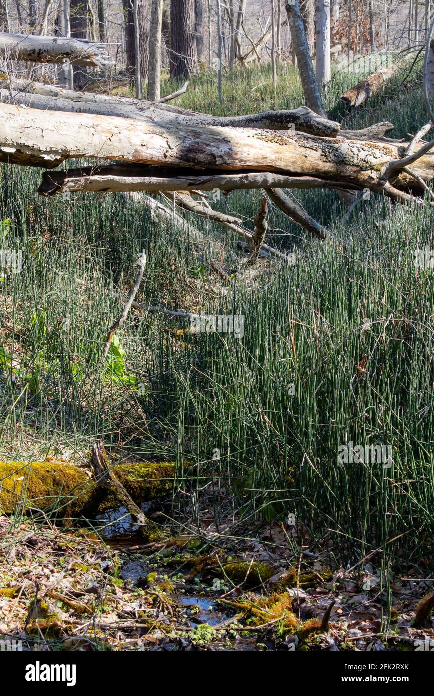 Un arbre tombé avec la lumière de l'applique tombe à travers une vallée de l'herbe de serpent - Equisetum hyemale, feuilles, mousse et eau Banque D'Images