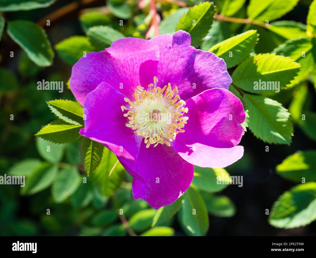 Nootka en fleurs a augmenté dans l'État de Washington, aux États-Unis Banque D'Images