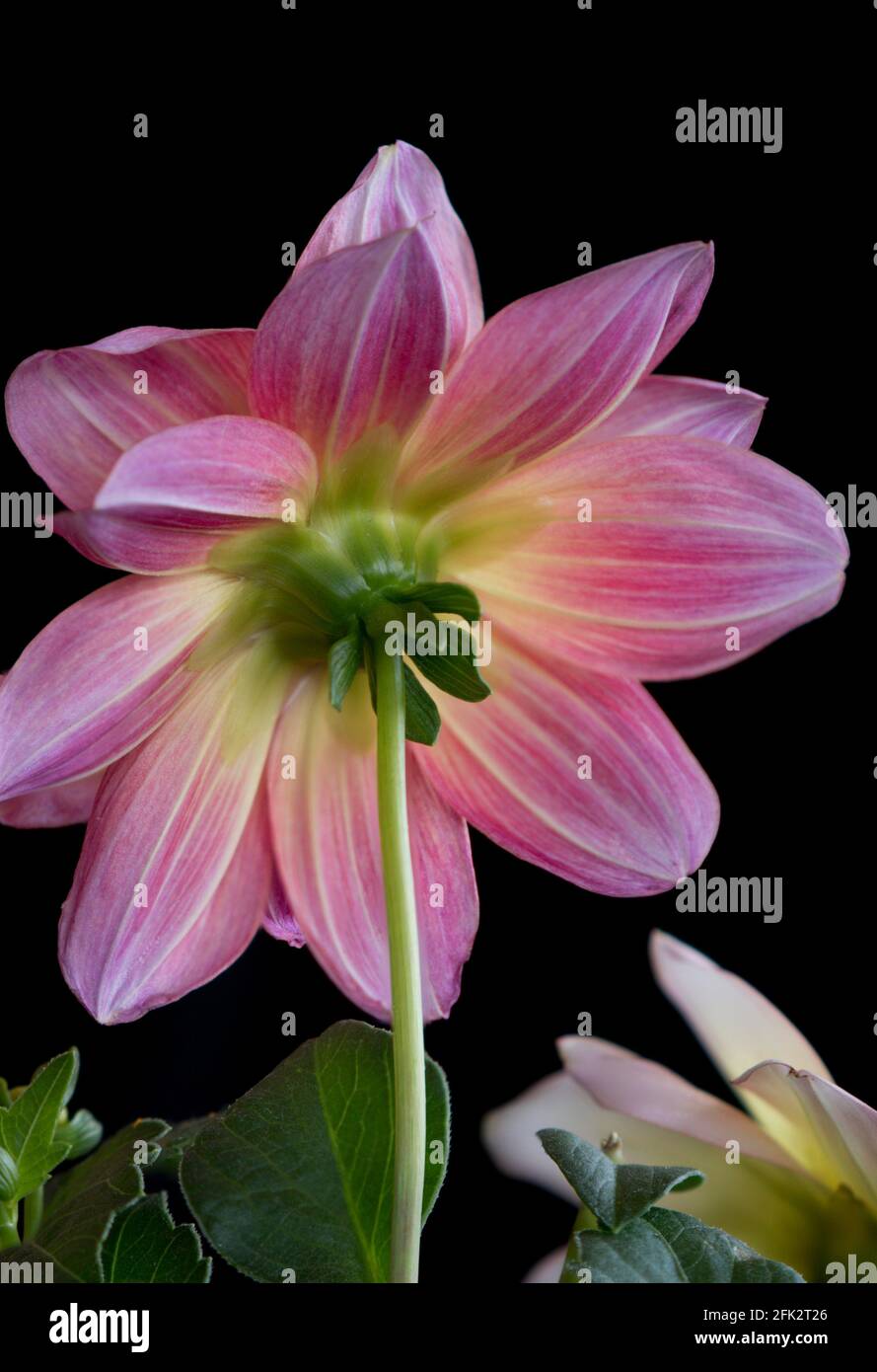Vue rapprochée de l'arrière d'un rose + citron Fleur de Dahlia isolée sur fond noir en utilisant la technique de superposition de mise au point Banque D'Images