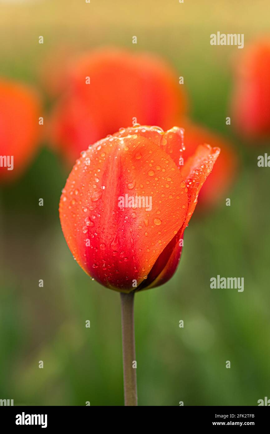 Une tulipe rouge solo debout dans un champ de tulipe. Banque D'Images