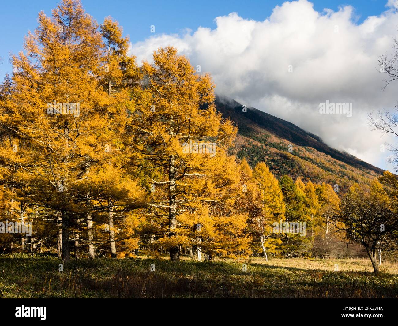 Larches d'automne dorées à Senjogahara dans le parc national de Nikko, Japon Banque D'Images