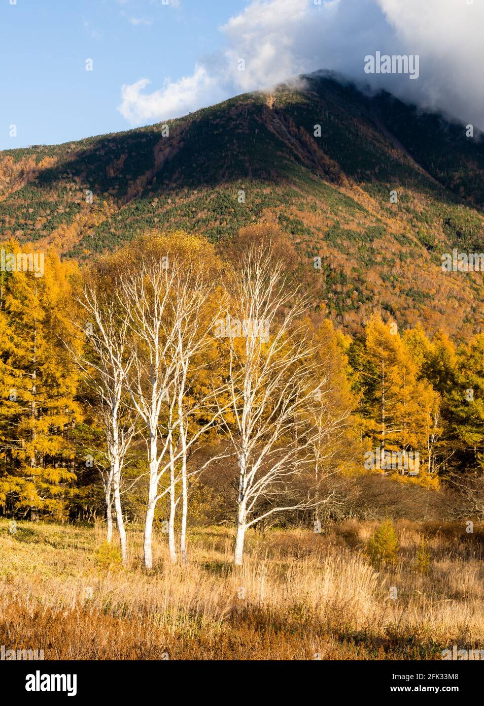 Le mont Nantai et les larches d'automne dorées à Senjogahara dans le parc national de Nikko, au Japon Banque D'Images