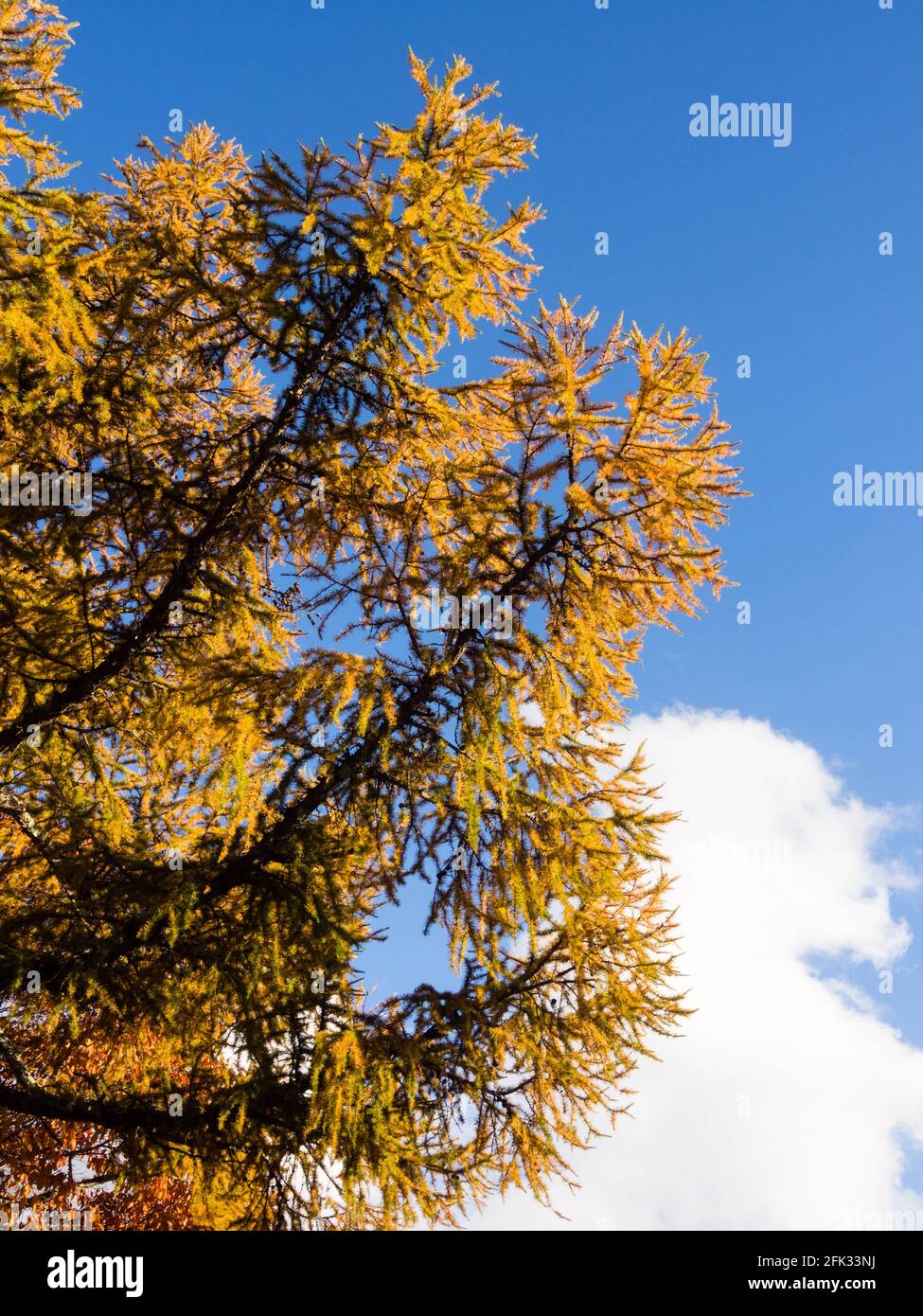 Larches d'automne dorées à Senjogahara dans le parc national de Nikko, Japon Banque D'Images