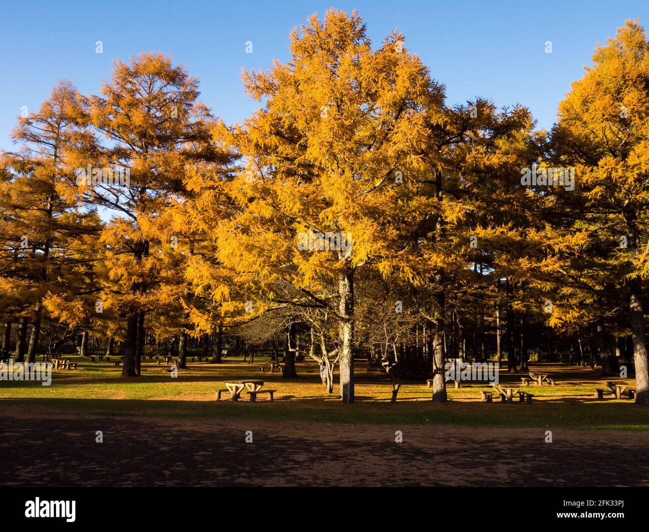 Larches d'automne dorées à Senjogahara dans le parc national de Nikko, Japon Banque D'Images