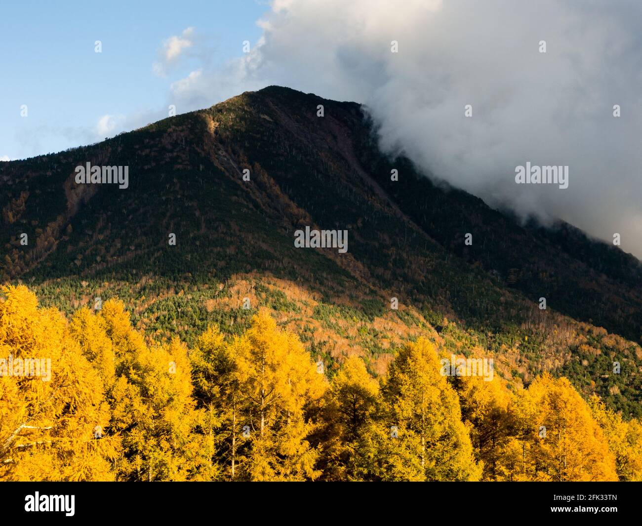 Le mont Nantai et les larches d'automne dorées à Senjogahara dans le parc national de Nikko, au Japon Banque D'Images