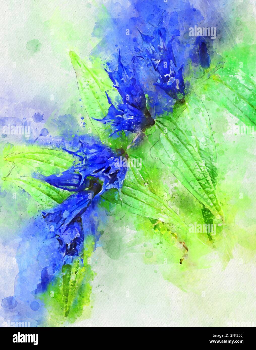 Illustration aquarelle du saule gentiane de la fleur alpine (Gentiana asclepiadea) Banque D'Images