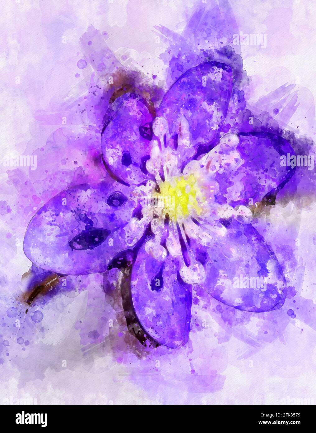 Peinture aquarelle de liverwort (Hepatica nobilis) en pleine floraison. Banque D'Images