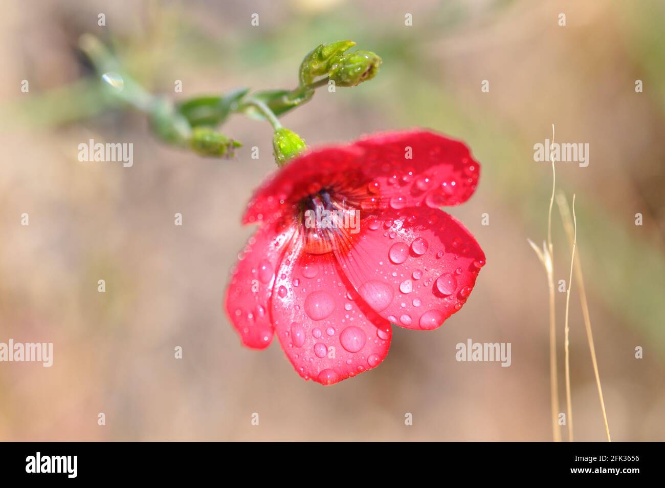 Gouttes de pluie sur fleur Banque D'Images