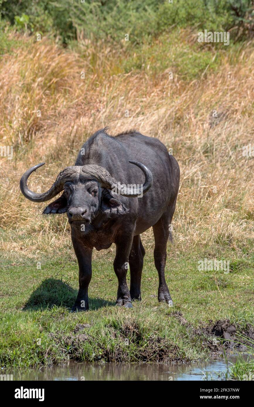 Buffle africain, Syncerus caffer, dans l'herbe sèche du delta de l'Okavango, Botswana Banque D'Images