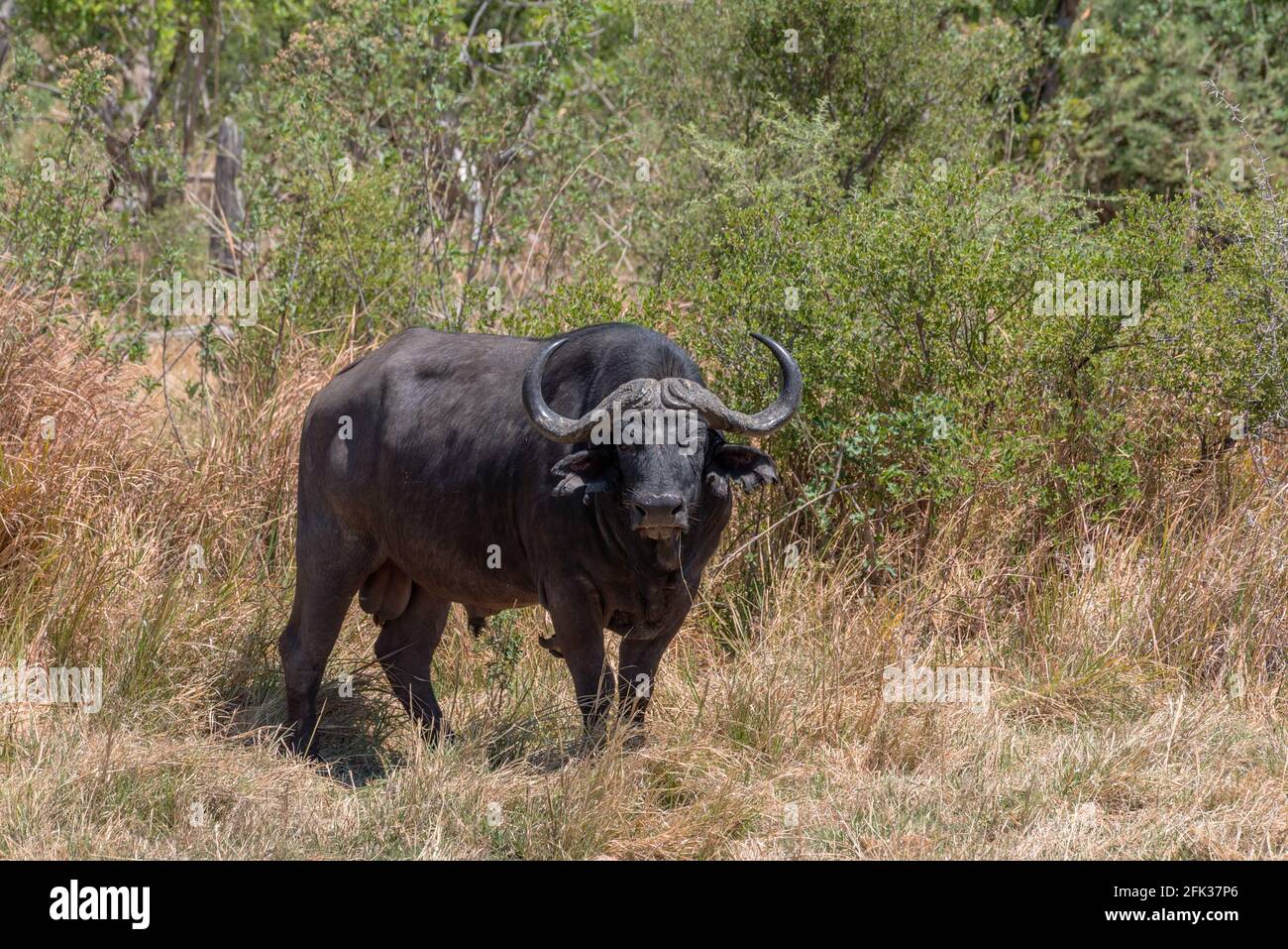 Buffle africain, Syncerus caffer, dans l'herbe sèche du delta de l'Okavango, Botswana Banque D'Images