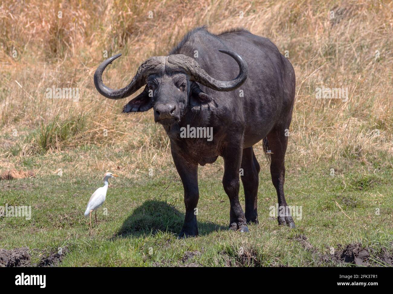 Buffle africain, Syncerus caffer, dans l'herbe sèche du delta de l'Okavango, Botswana Banque D'Images