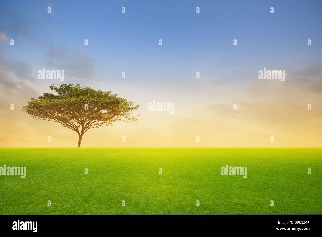 Arbre vert dans un champ vert au coucher du soleil ou à la lumière du soleil. Banque D'Images