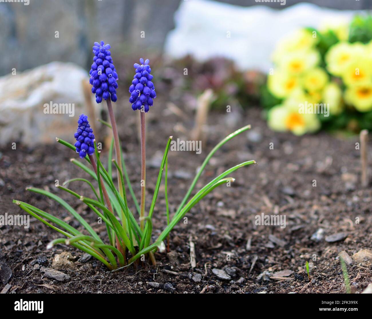 Gros plan de Blue Muscari armeniacum ou Armenian Grape jacinthe Bunch, croissant dans le jardin à partir du sol au début de la saison de printemps. Banque D'Images