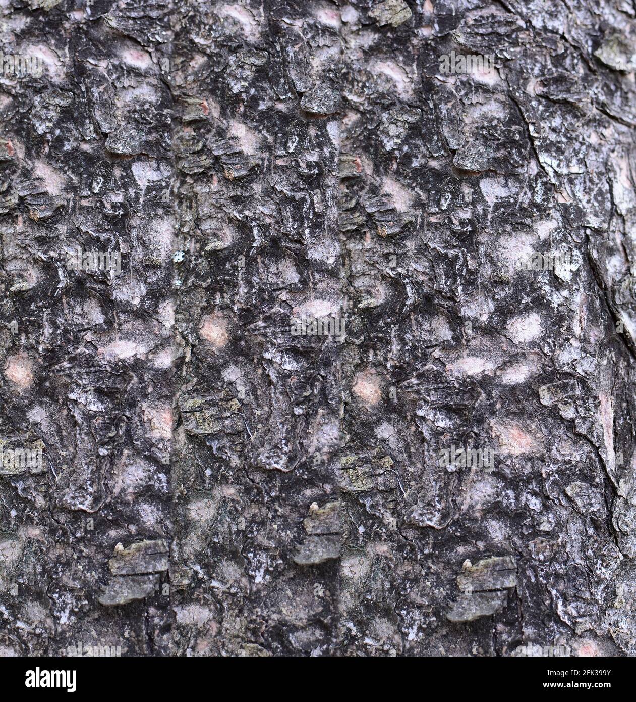 Arrière-plan de l'écorce de l'arbre. Motif et texture naturelle d'écorce d'arbre plein cadre. Banque D'Images