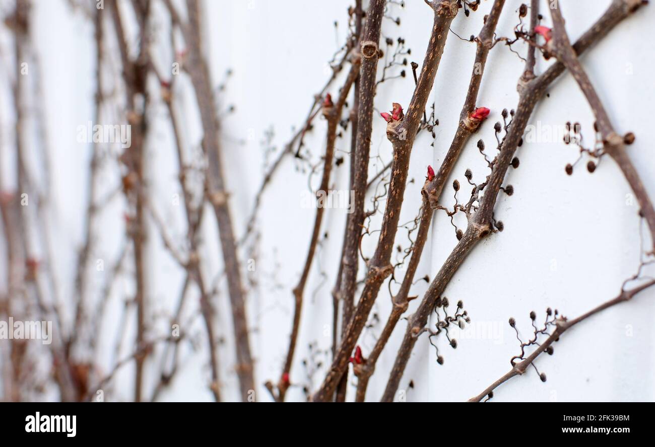 Des branches sèches de Parthenocissus quinquefolia ou de Virginie plante sans feuilles au début de la saison de printemps avec de nouveaux bourgeons en croissance. Cinq feuilles i Banque D'Images