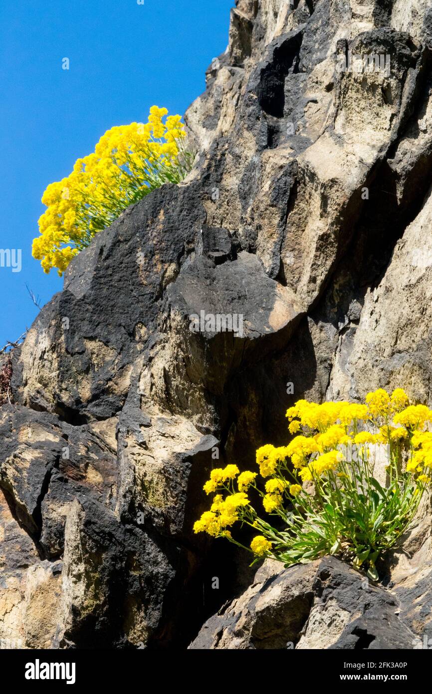 Saxatile Alyssum doré poussant sur roche Steinkraut Gold Alyssum, panier de fleurs d'or poussière d'or, Aurinia saxatilis, Brassicaceae Yellow Alyssum Banque D'Images