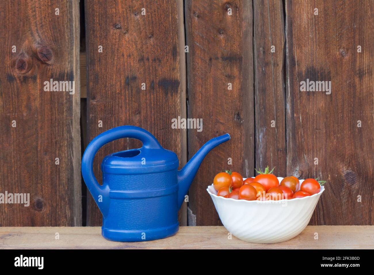 Récoltez les tomates rouges dans un bol blanc puis dans un arrosoir bleu. Jardinage de légumes frais et juteux de l'agriculture agricole. Nature organique solanum bio t Banque D'Images