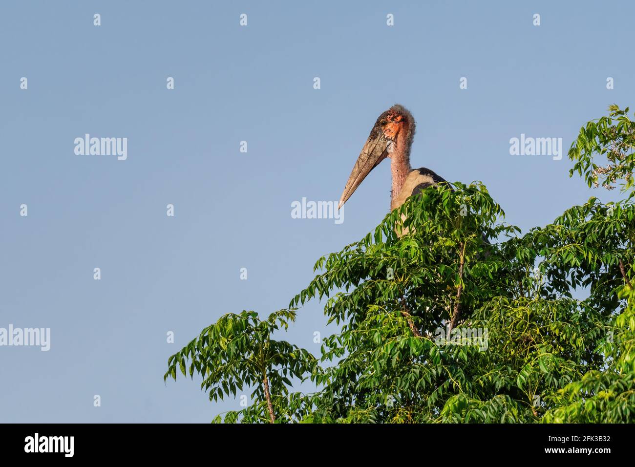 Marabout Stork - Leptoptilos crumeniferus, grand cigogne des bois africains, buissons et rives du lac, lac Ziway, Ethiopie. Banque D'Images