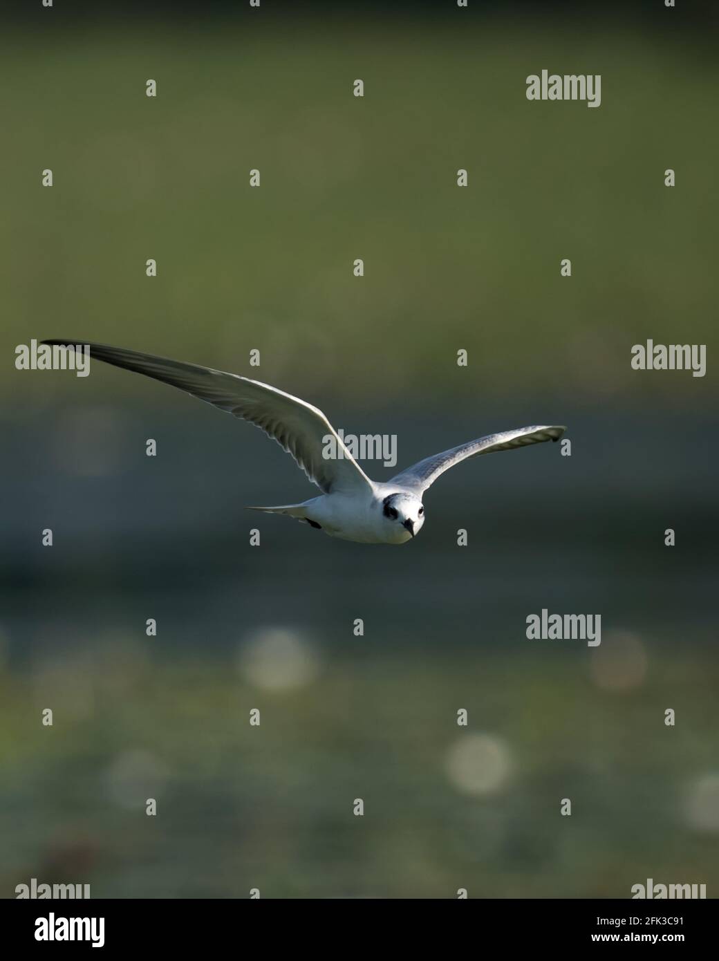 Mouette de mer survolant le plan d'eau sur fond vert. Banque D'Images