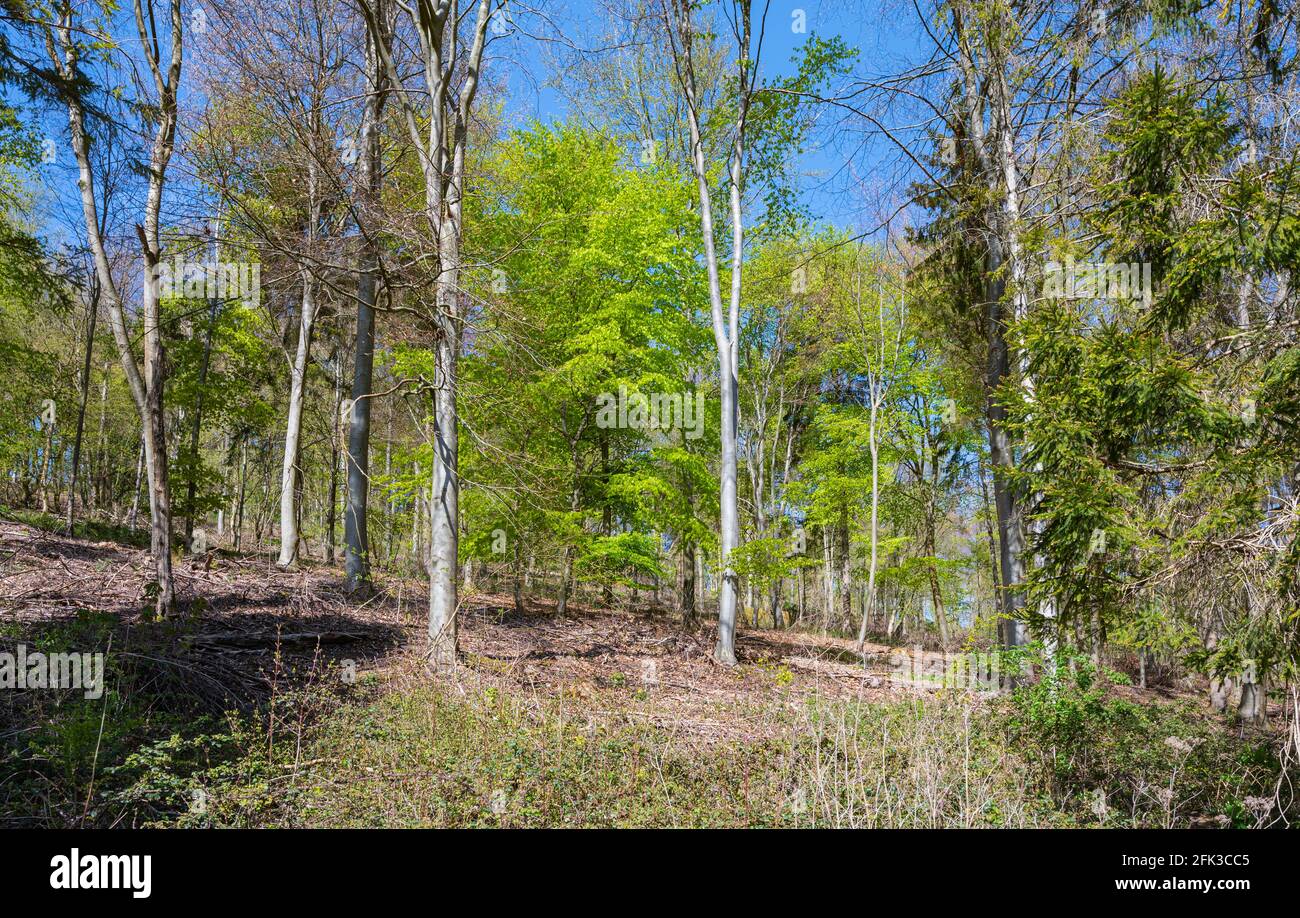 Grands arbres dans les bois des sangsues de Michael sur le domaine d'Arundel Park à Spring à Arundel, West Sussex, Angleterre, Royaume-Uni. Banque D'Images