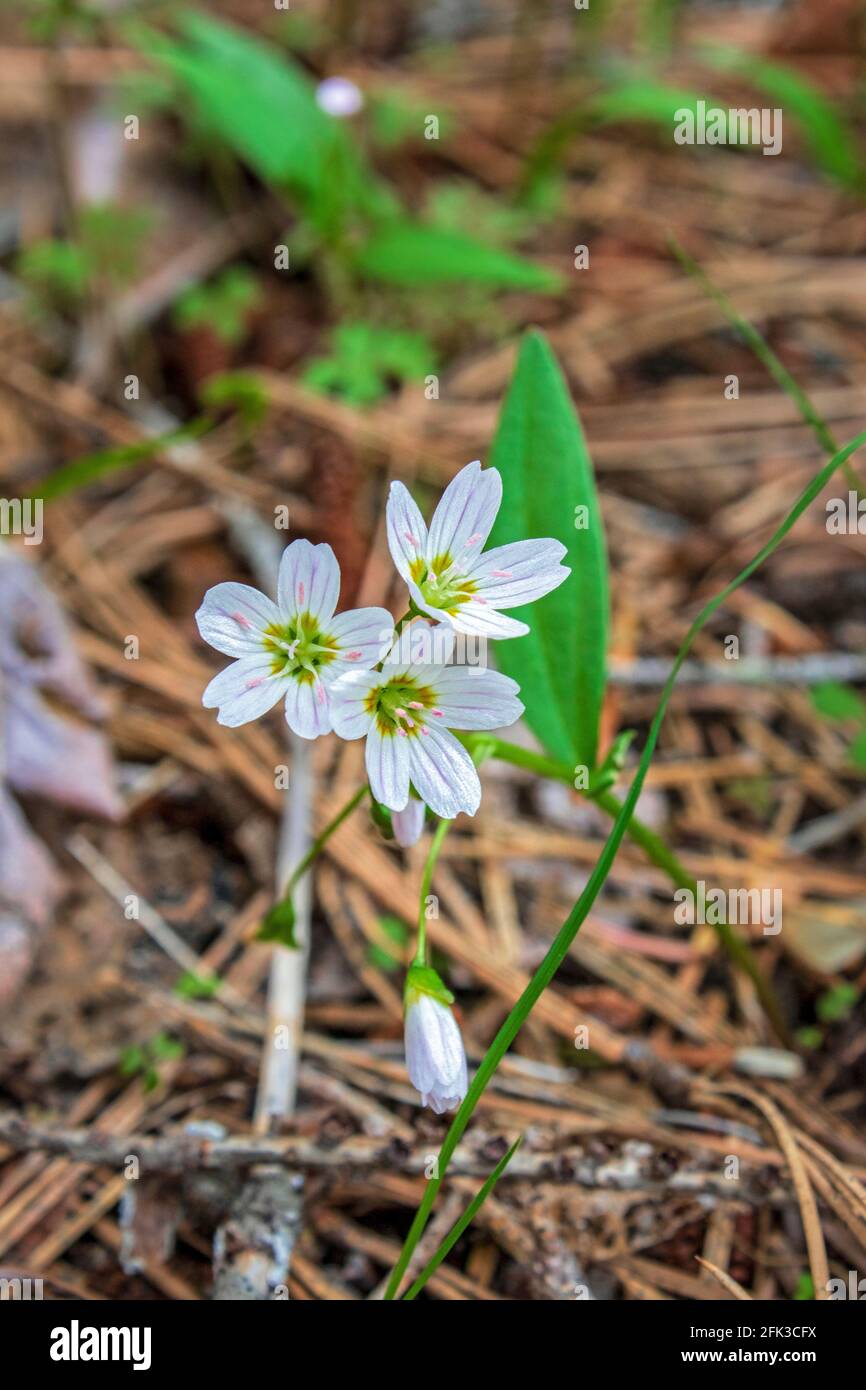 Fleurs sauvages de printemps blanches qui poussent sur le fond de la forêt  Photo Stock - Alamy