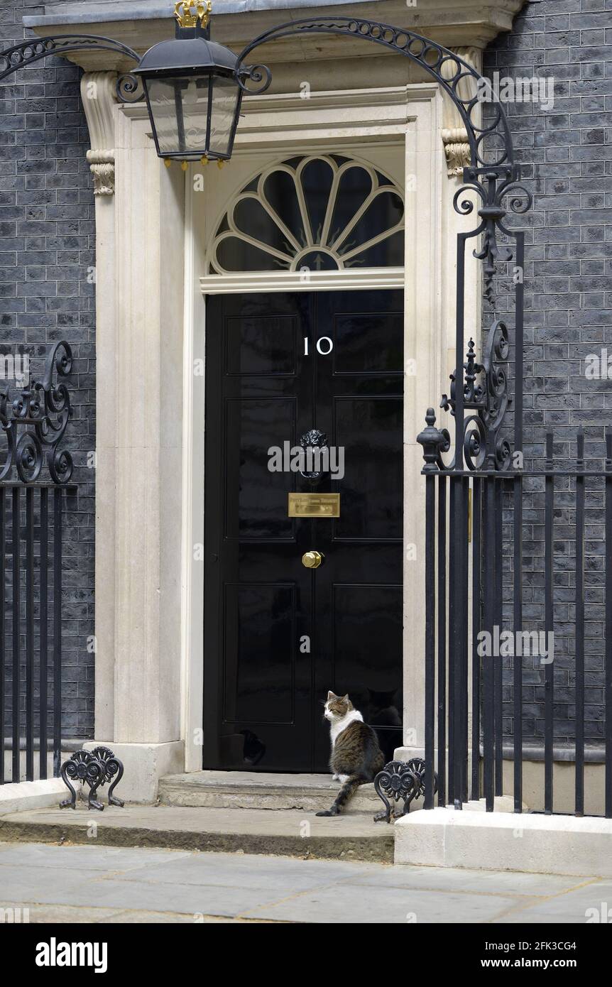 Larry The Cat - Chef Mouser au Cabinet Office depuis 2011 - à l'extérieur du 10 Downing Street, avril 2021 Banque D'Images