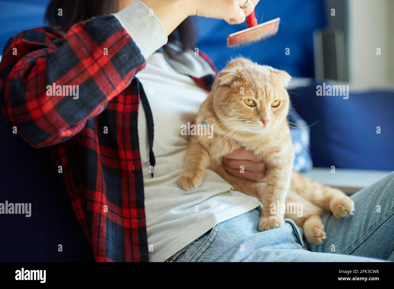 La Femme Tient Le Chat A Tete Rouge Britannique Et Le Peigne En Fourrure La Femme Prend Soin De L Animal Domestique A La Maison Avec La Lumiere Du Jour Photo Stock La Femme Tient Le Chat A Tete Rouge Britannique Et Le Peigne En Fourrure La Femme Prend Soin De L Animal Domestique A La Maison Avec La Lumiere Du Jour Photo Stock