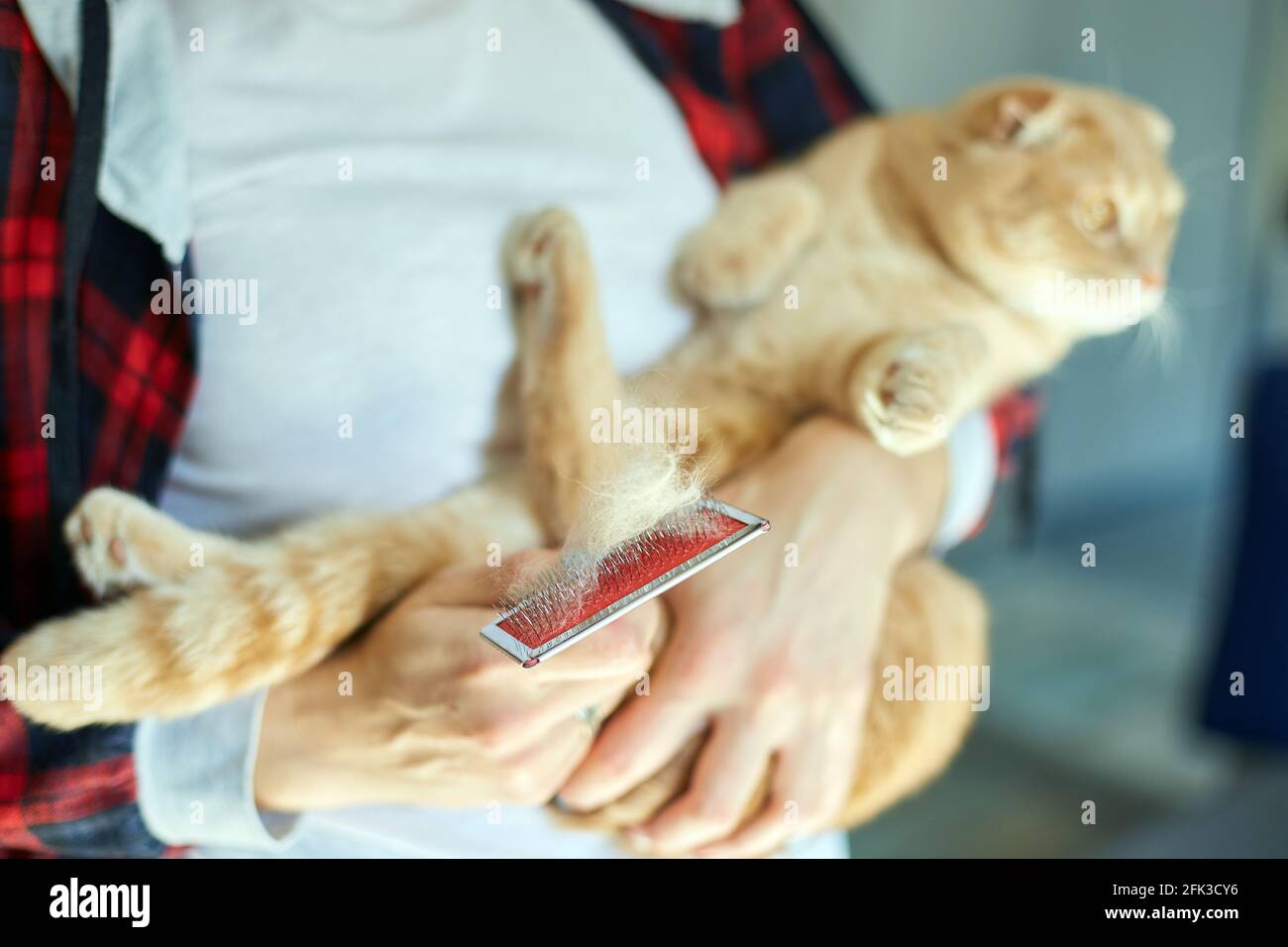 La Femme Tient Le Chat A Tete Rouge Britannique Et Le Peigne En Fourrure La Femme Prend Soin De L Animal Domestique A La Maison Avec La Lumiere Du Jour Photo Stock La Femme Tient Le Chat A Tete Rouge Britannique Et Le Peigne En Fourrure La Femme Prend Soin De L Animal Domestique A La Maison Avec La Lumiere Du Jour Photo Stock