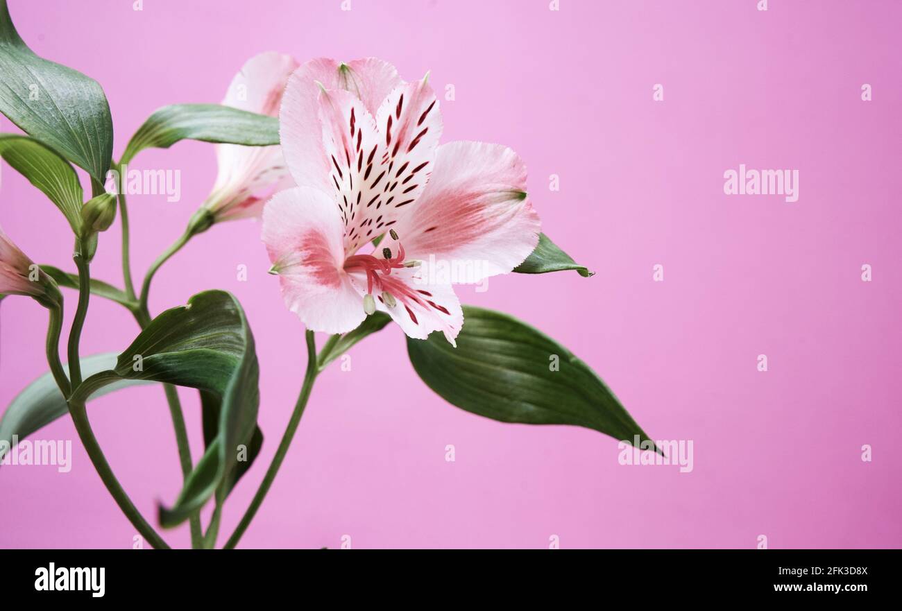 Alstroemeria fleur fraîche sur fond rose. Photo de haute qualité Banque D'Images