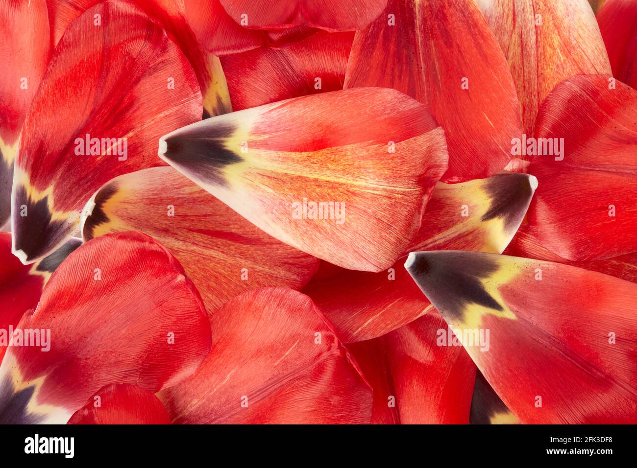 Pétales de tulipe rouge et jaune, fond de printemps Banque D'Images
