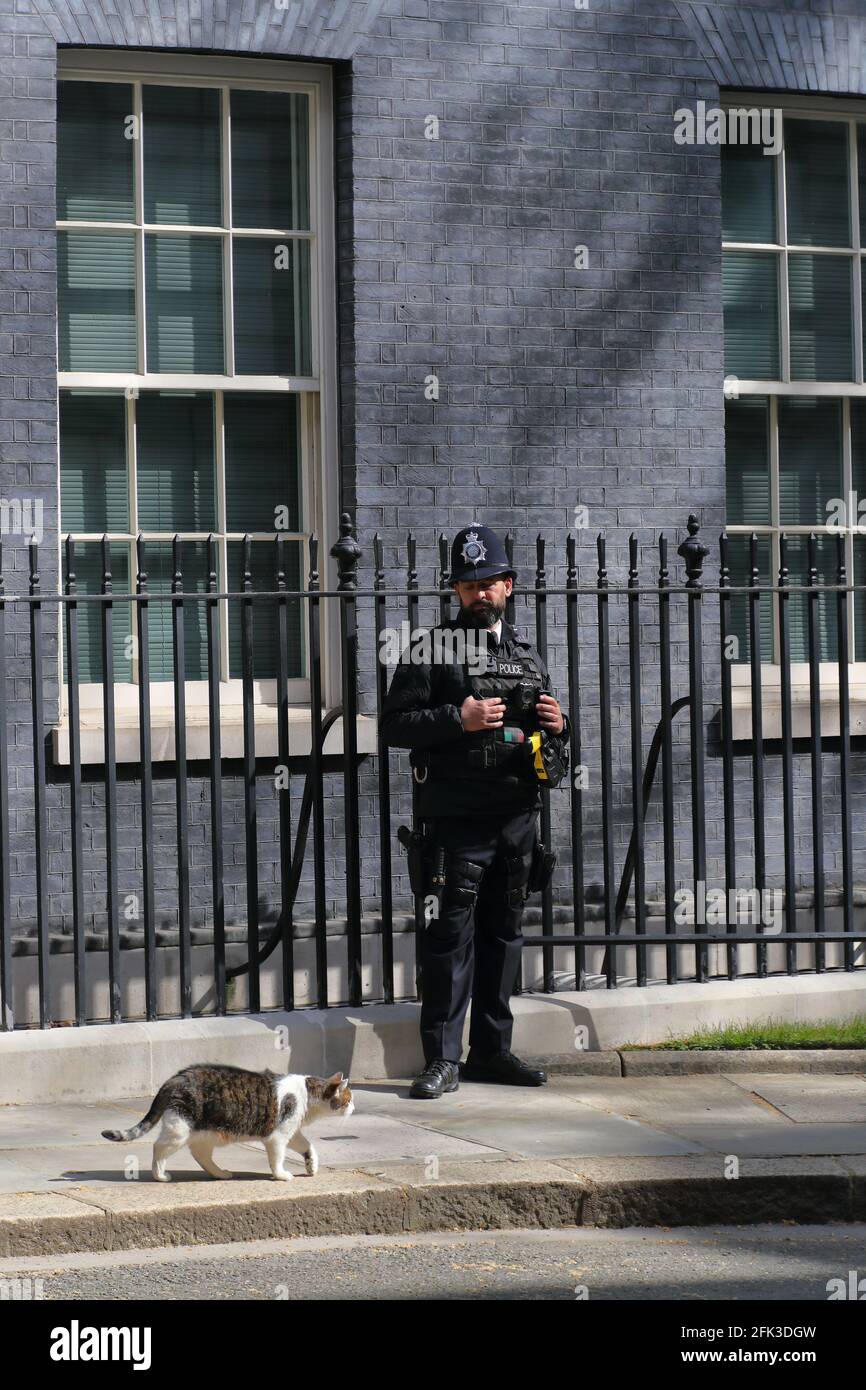 Larry, le chat, se promène le matin devant un policier à Downing Street, Westminster, Londres, Royaume-Uni Banque D'Images