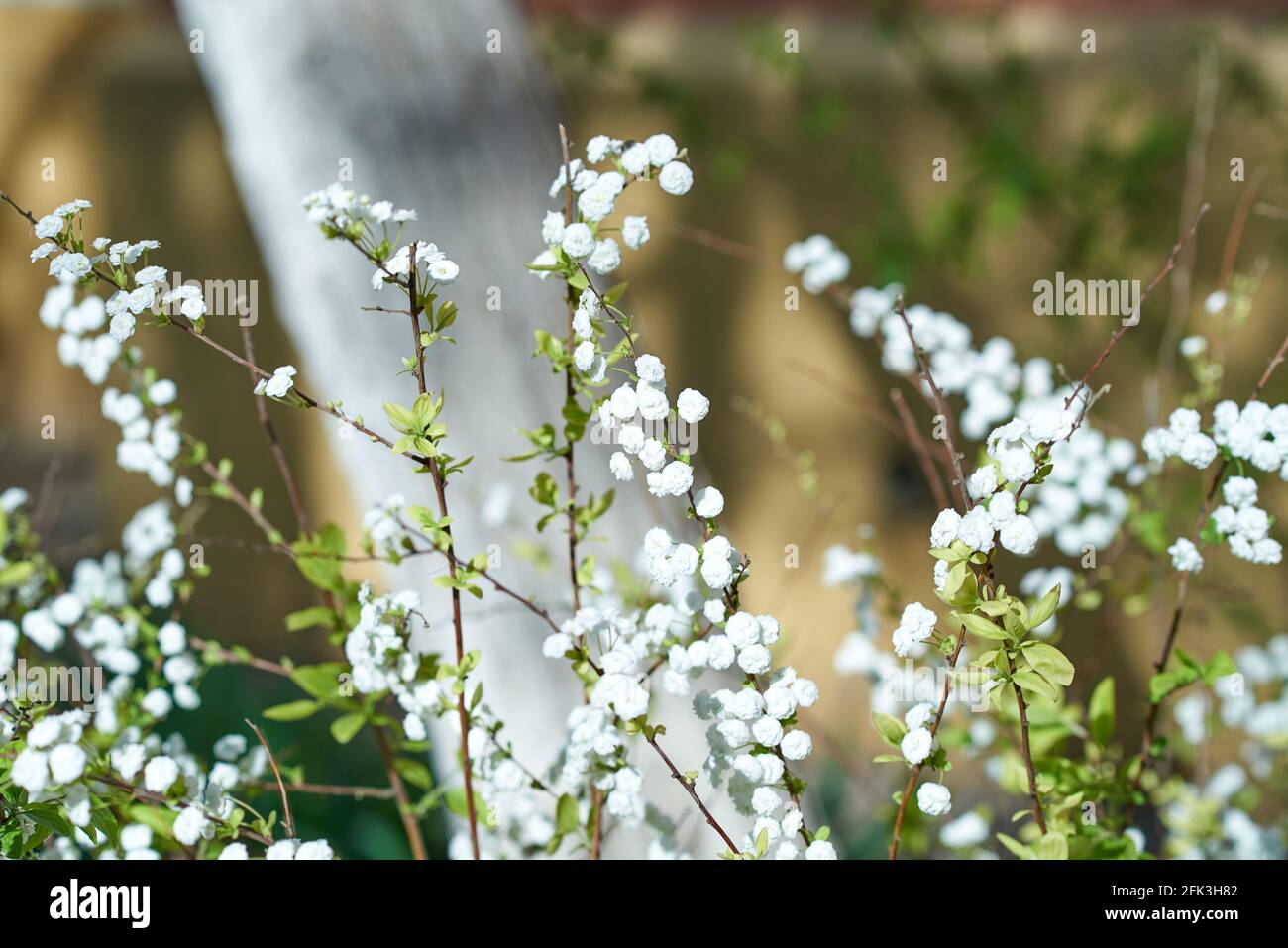 Petites inflorescences blanches, parsemées de fines branches de la brousse. Arrière-plan flou Banque D'Images