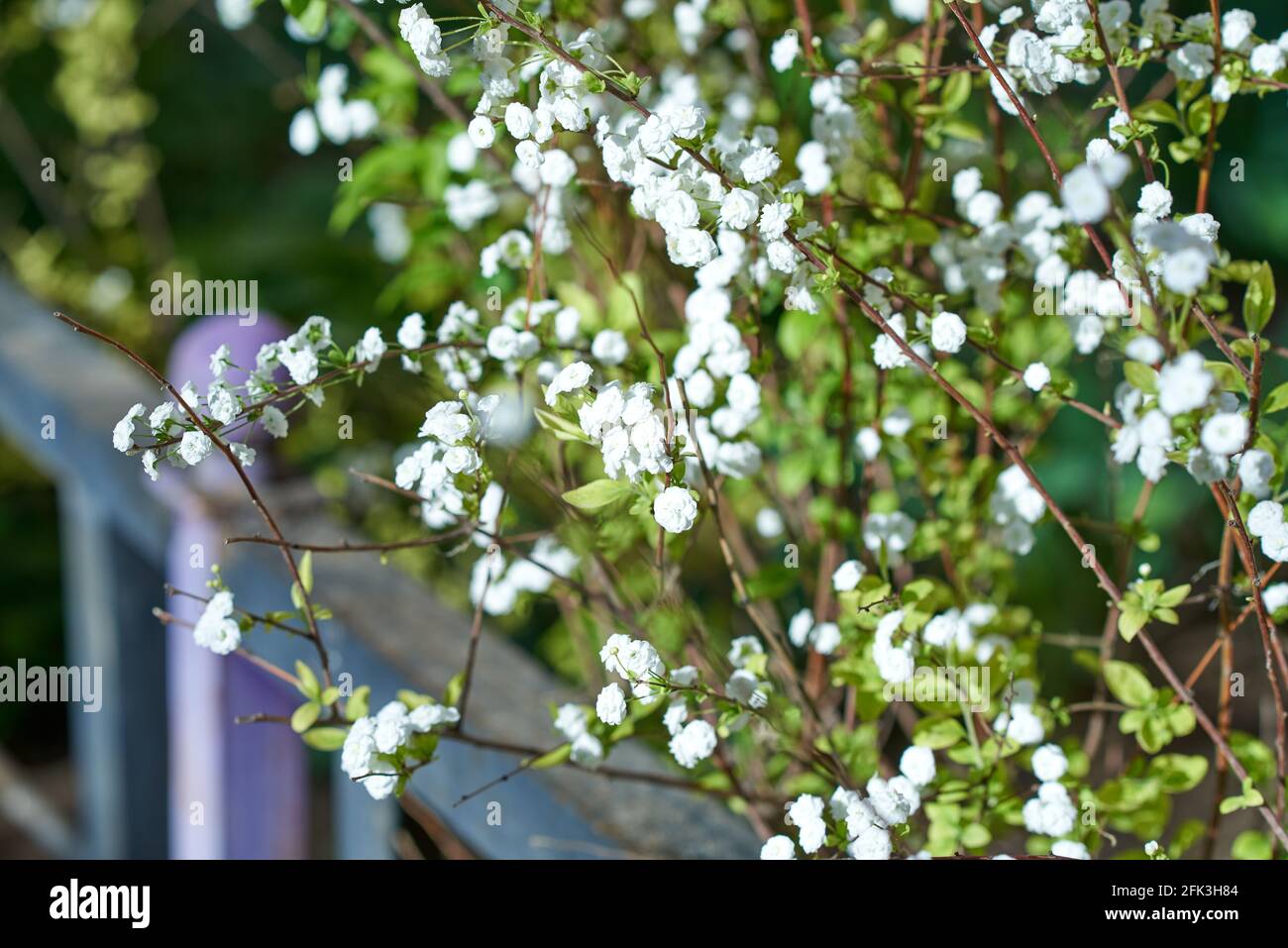 Petites inflorescences blanches, parsemées de fines branches de la brousse. Arrière-plan flou Banque D'Images