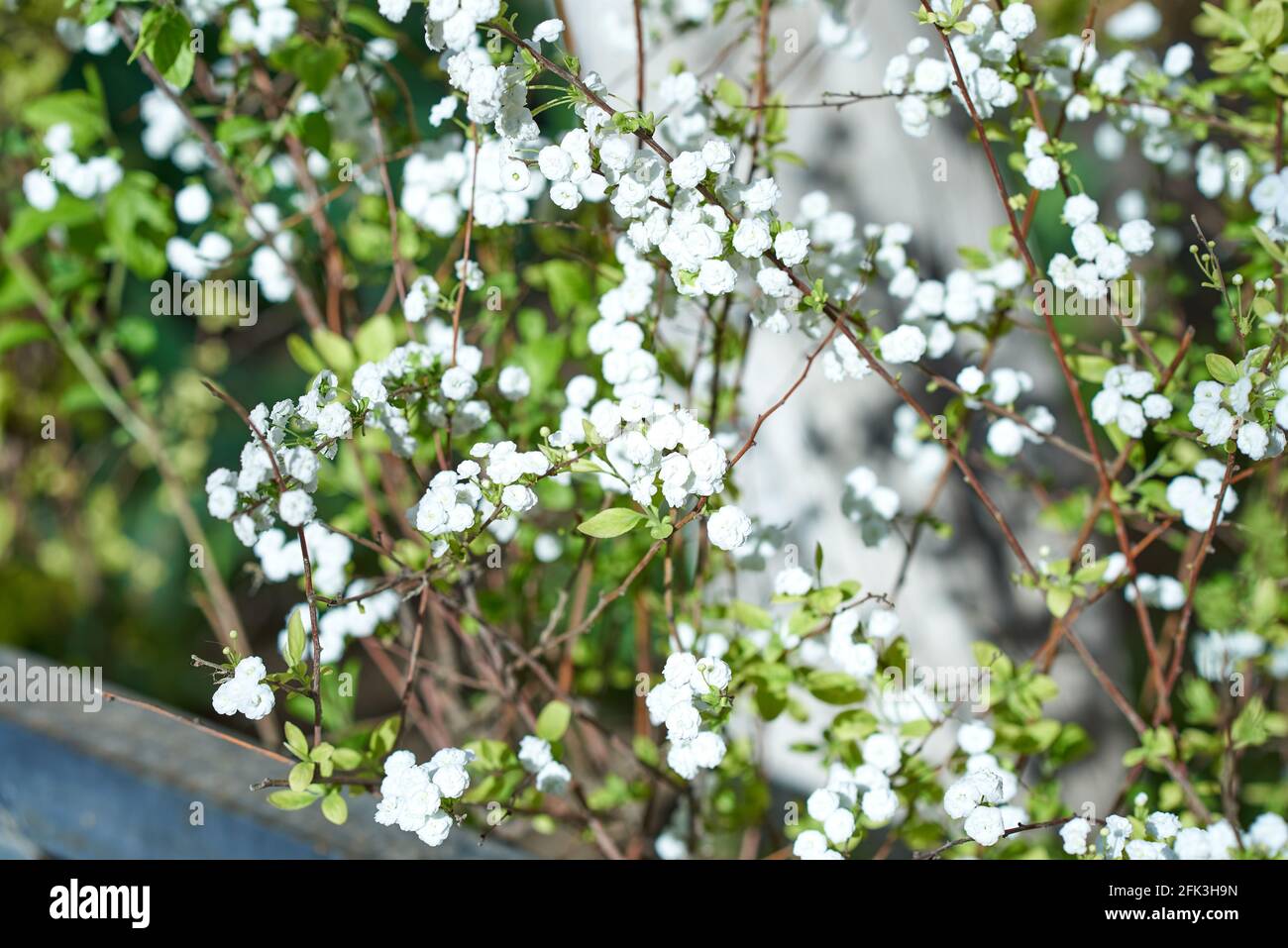 Petites inflorescences blanches, parsemées de fines branches de la brousse. Arrière-plan flou Banque D'Images